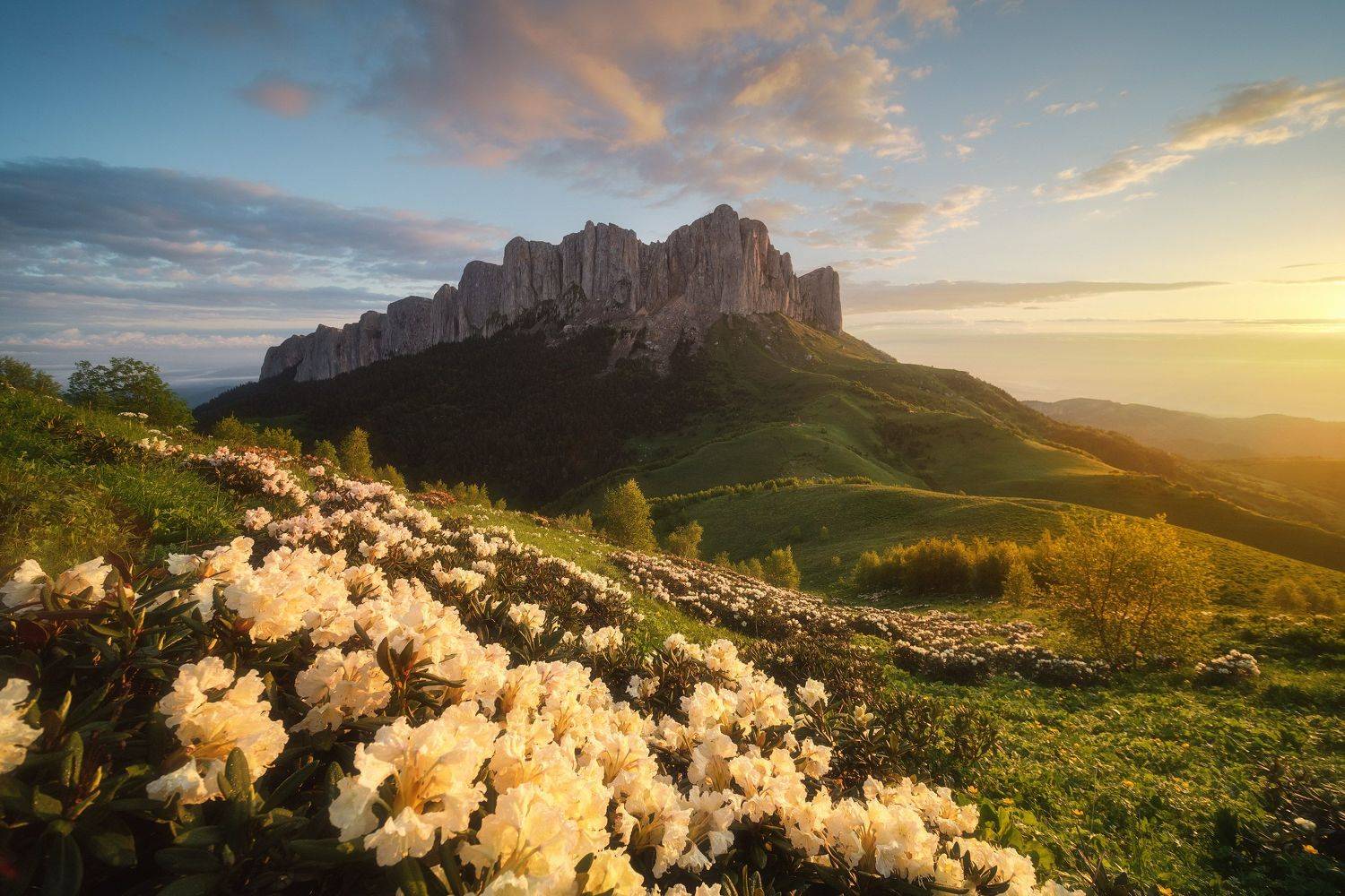 россия, адыгея, кавказ, большой тхач, природный парк, горы, хребет, цветы, рододендрон, лето, рассвет, природа, пейзаж, Оборотов Алексей