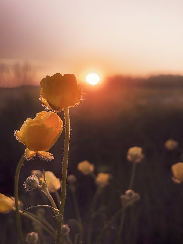 My landscape’s фото превью