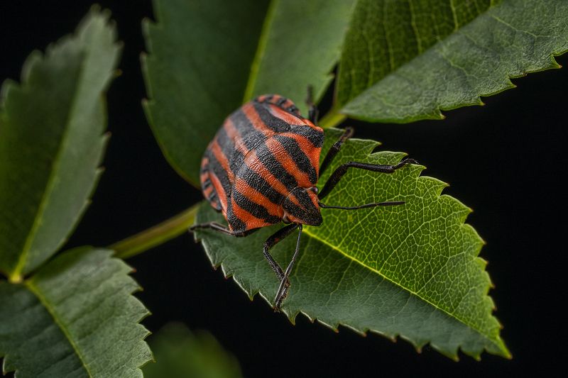 щитник, клоп, графозома, жук, насекомое, макро, фауна Графозома полосатая фото превью