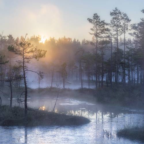 Проснулось утро на болоте