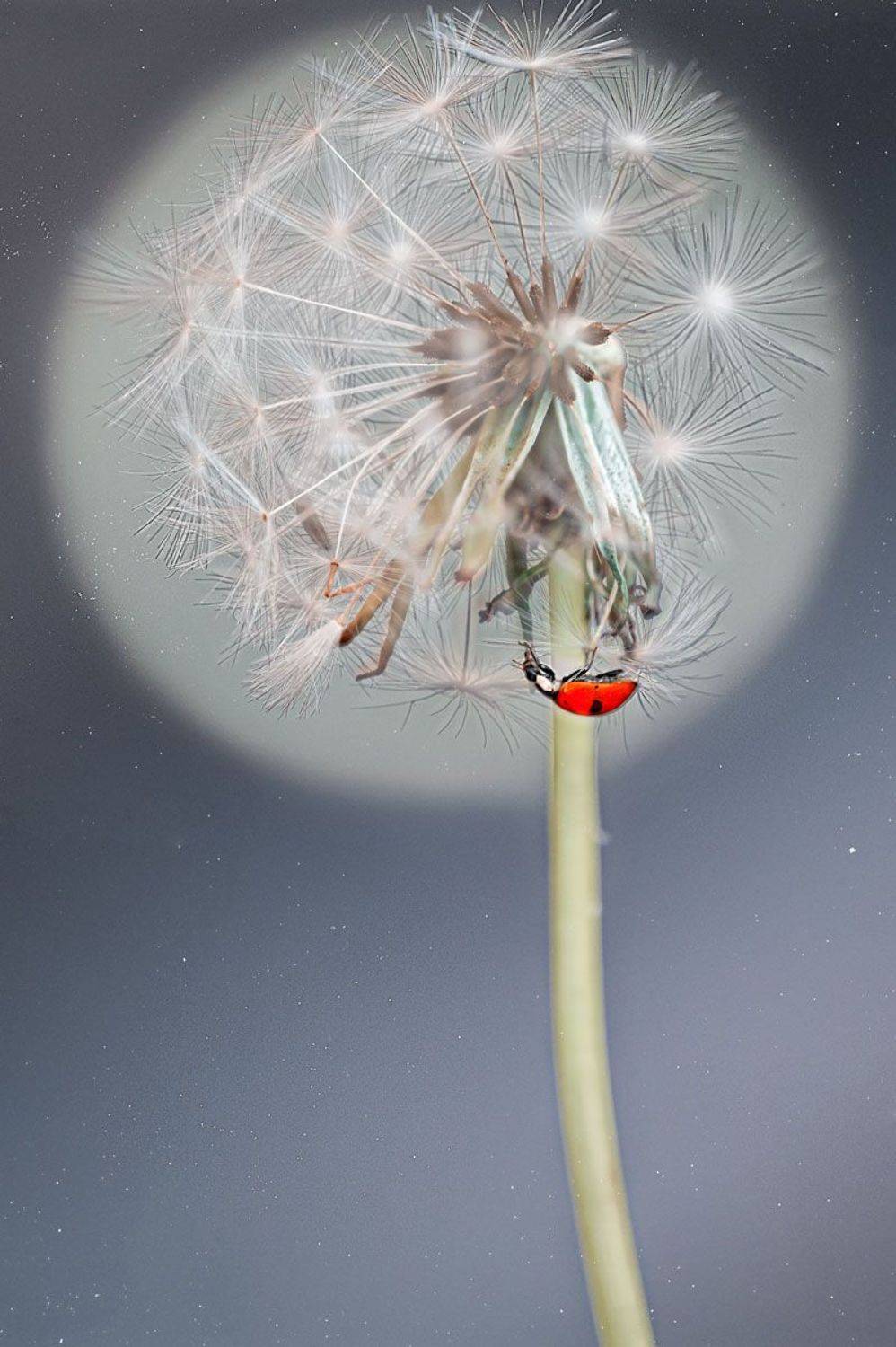 , Полина Васеева