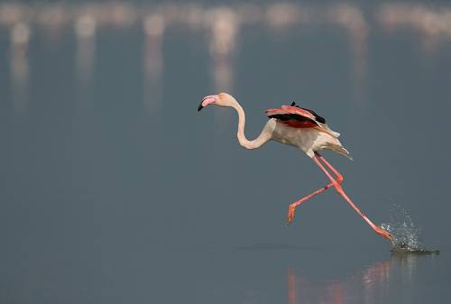 Greater Flamingo
