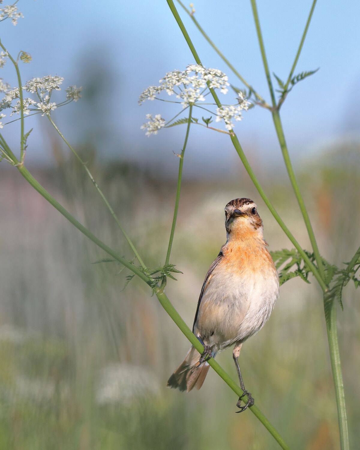 , Титов Александр