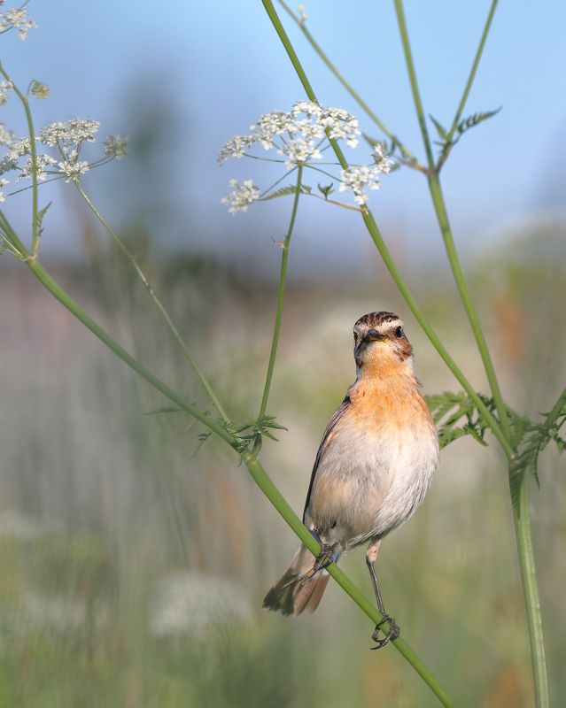 Луговой чекан фото превью