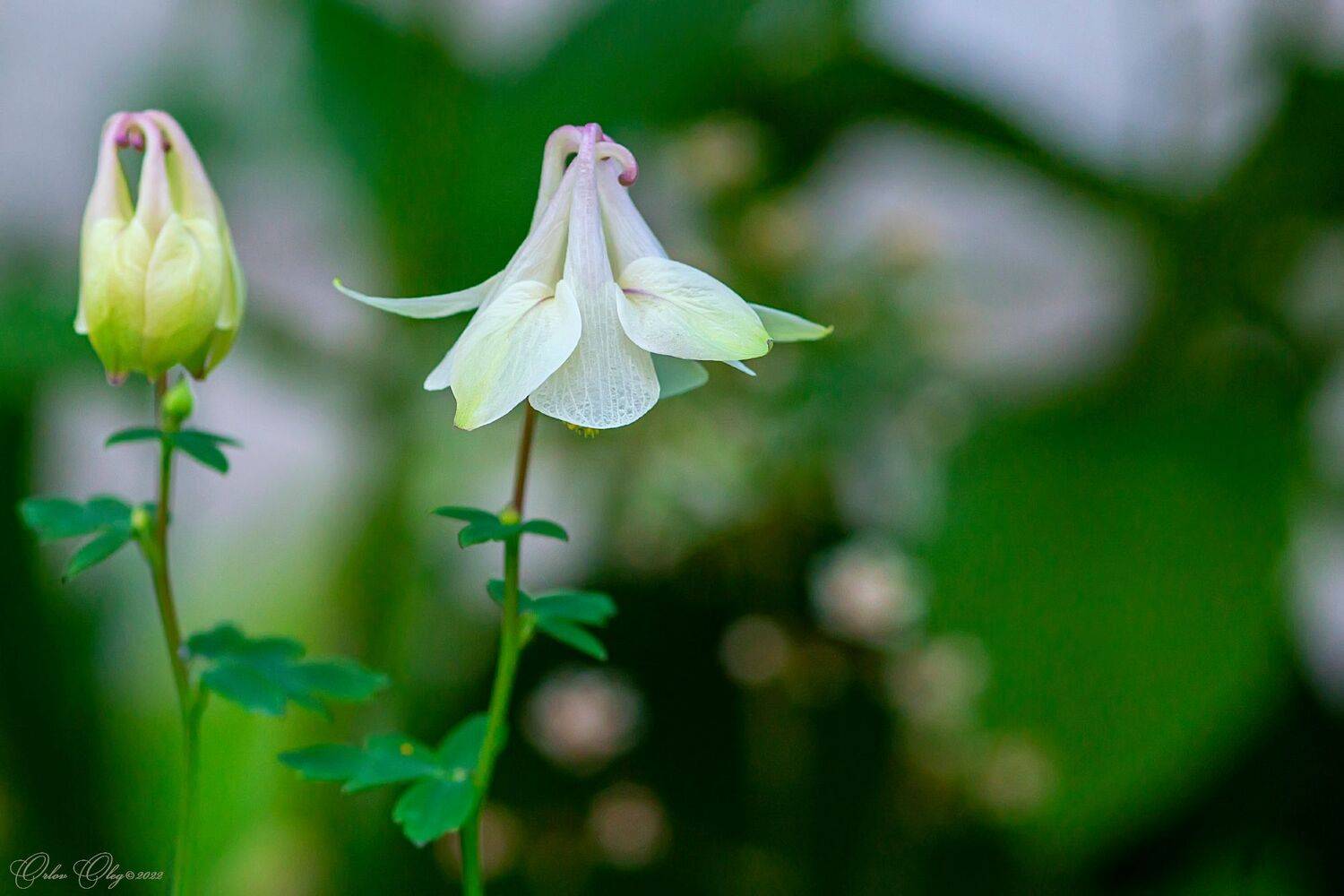 , Орлов Олег