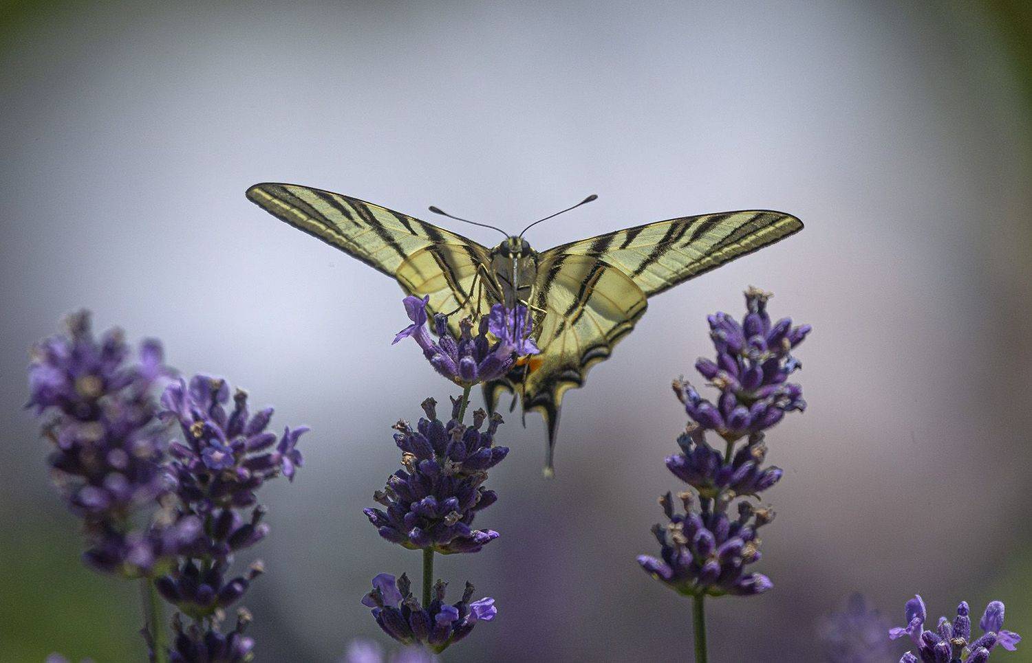 Махаон лаванда, Анатолий Макоедов