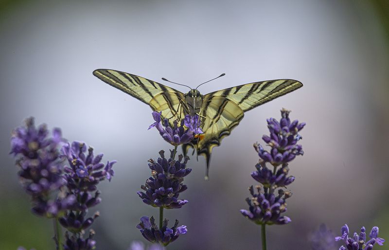 Махаон лаванда Аромат лаванды фото превью