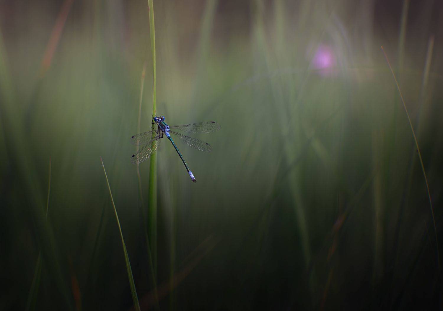 , Баранов Олег