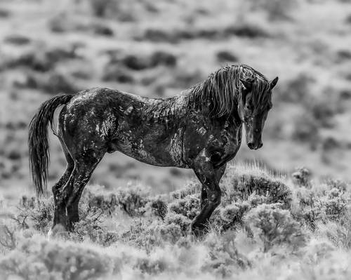 Wild Horses