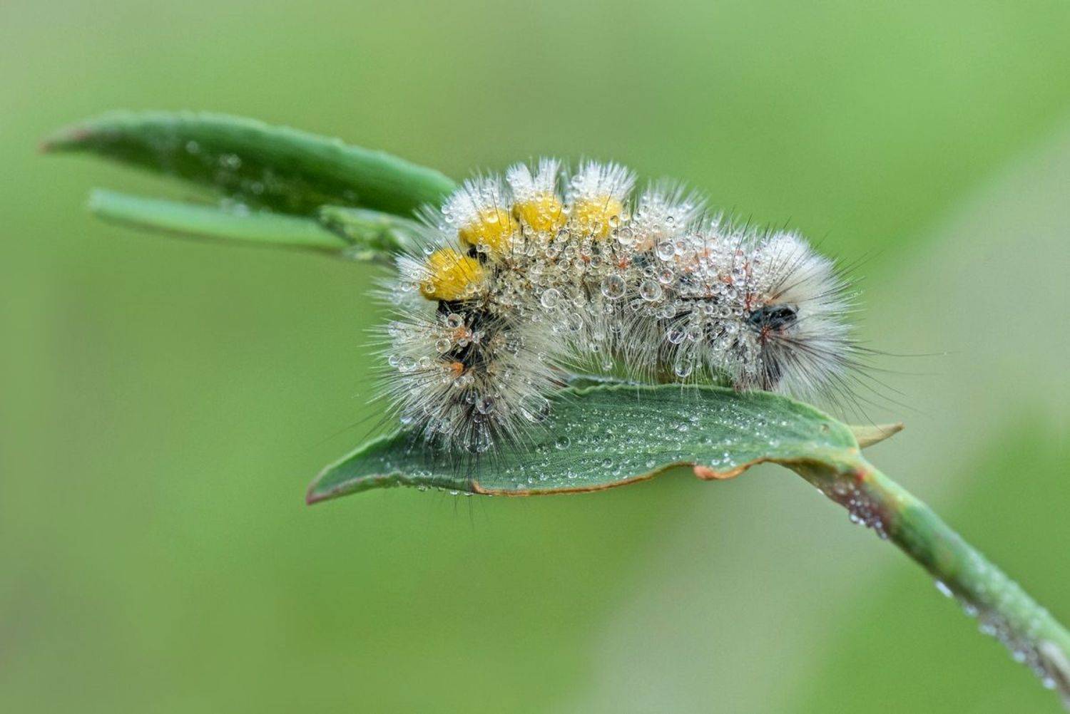 , Людмила Бекман
