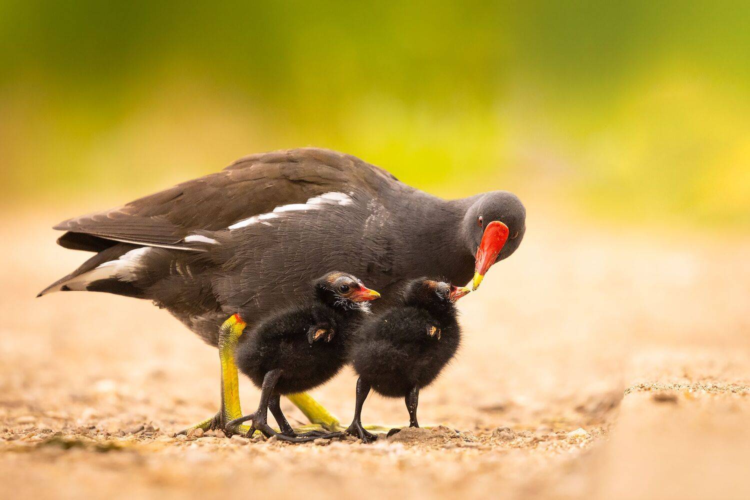 , Robert Adamec