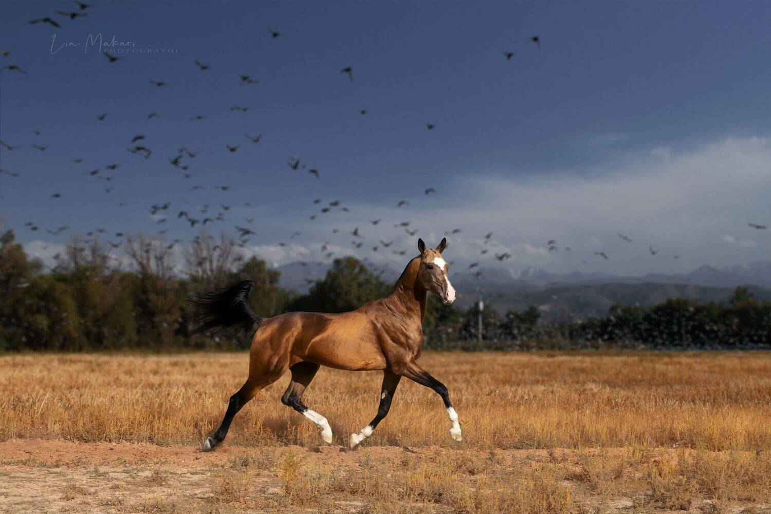Лошадь Horse, Лия Макари