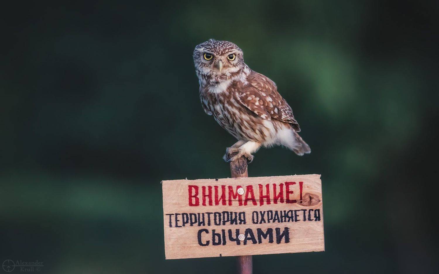 домовый сыч, фотоохота,, Александр Круль