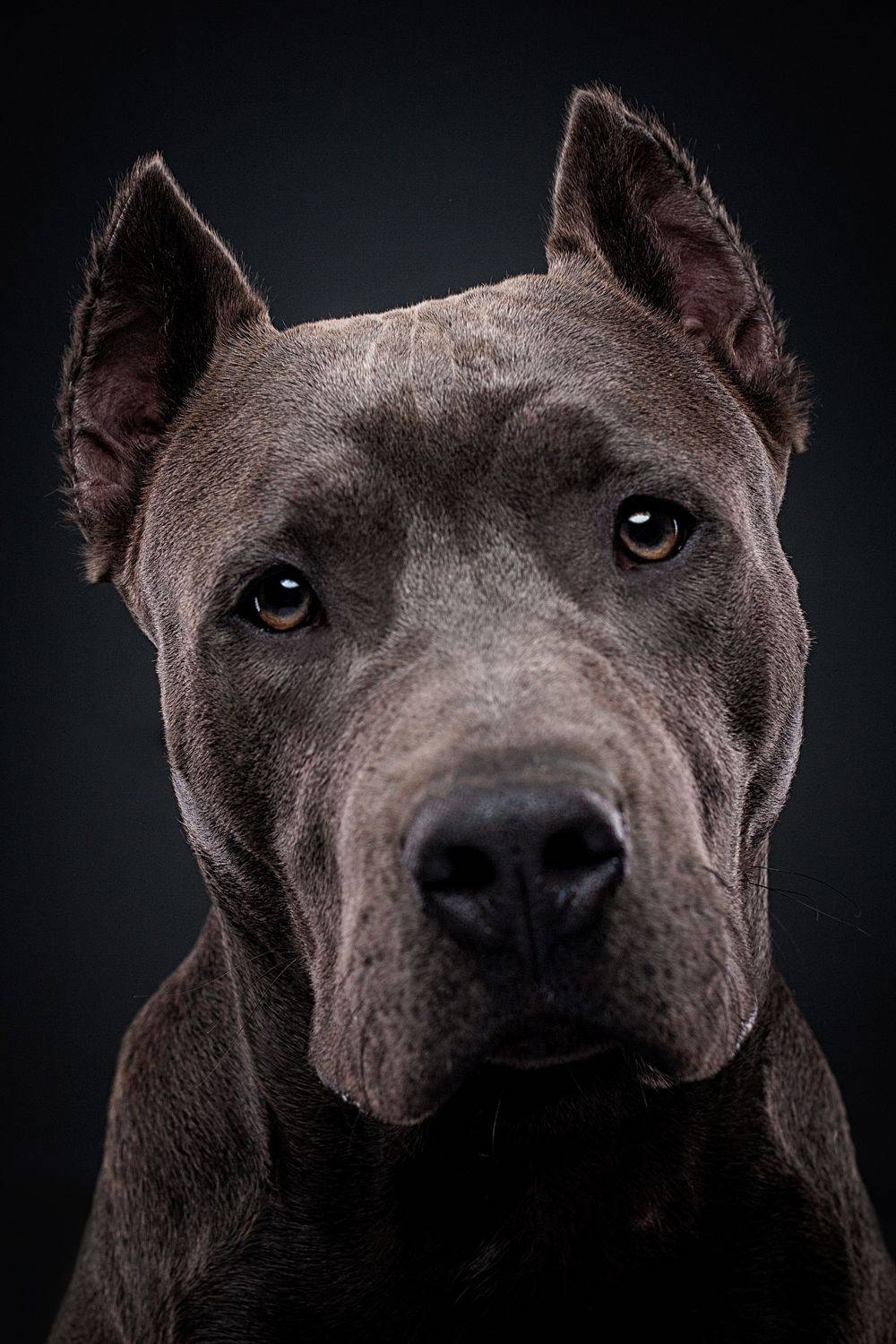 собака, портрет, стаф, Дёгтев Евгений