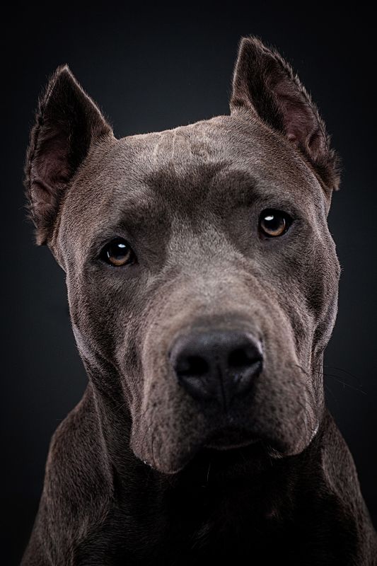 собака, портрет, стаф Буч фото превью