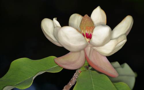 Magnolia officinalis