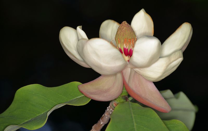 magnolia Magnolia officinalis фото превью