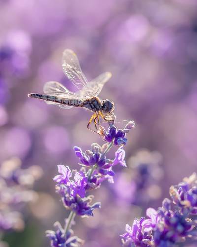 Утренняя нежность