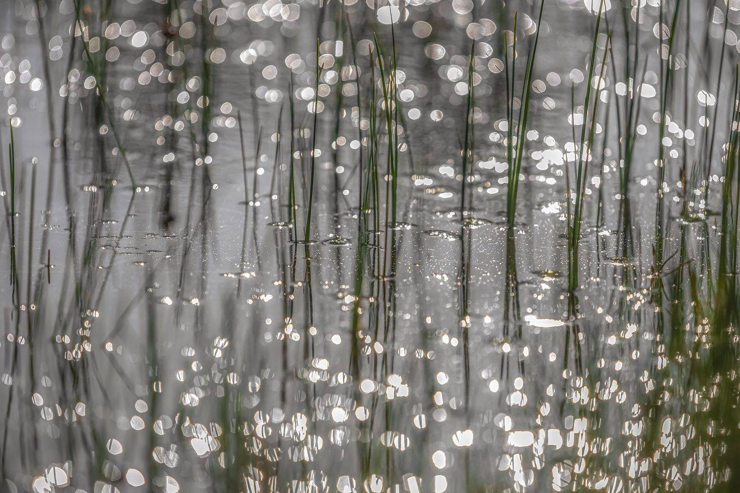 болото, вода, блики, Елена Маковоз
