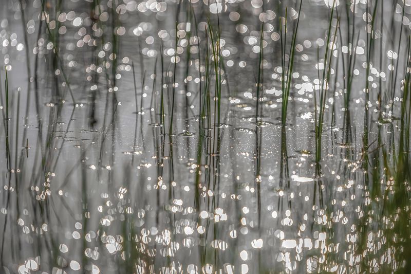 болото, вода, блики Болотная рапсодия фото превью