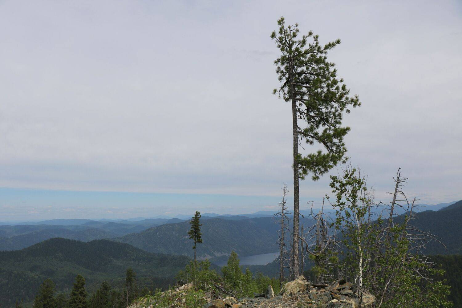 природа,горы,алтай,деревья,даль, Козлова Галина