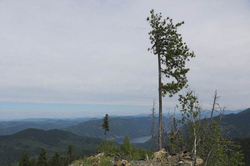 природа,горы,алтай,деревья,даль Хрупкая природа. фото превью