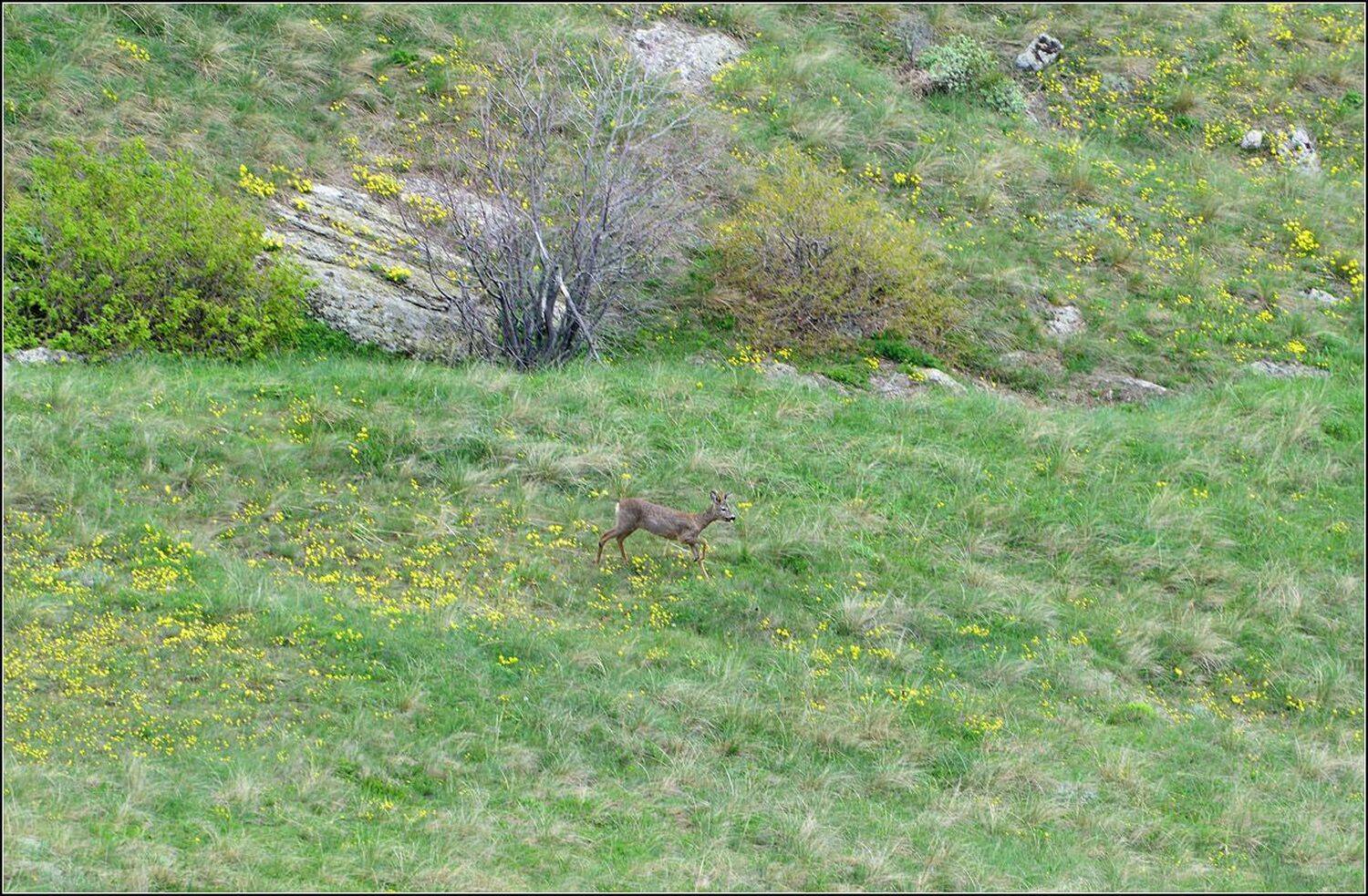 крым, горы, демерджи, АНАТОЛИЙ ДОВЫДЕНКО