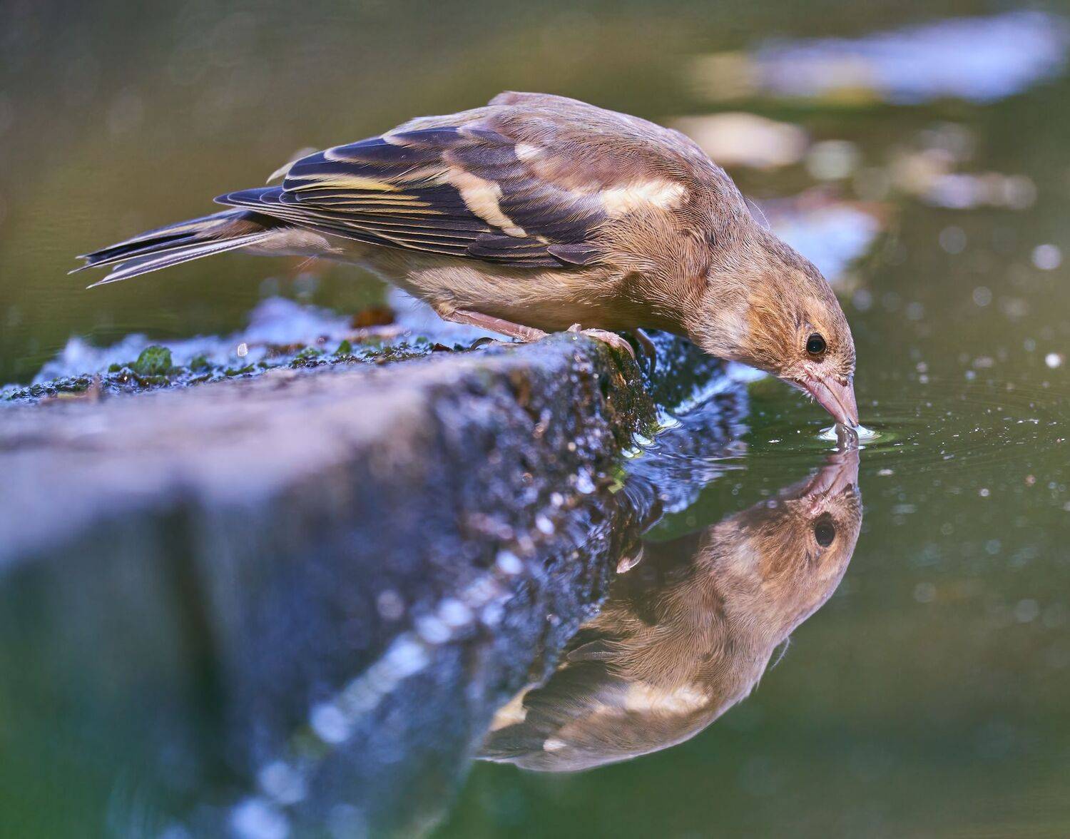 , Константин Дэм