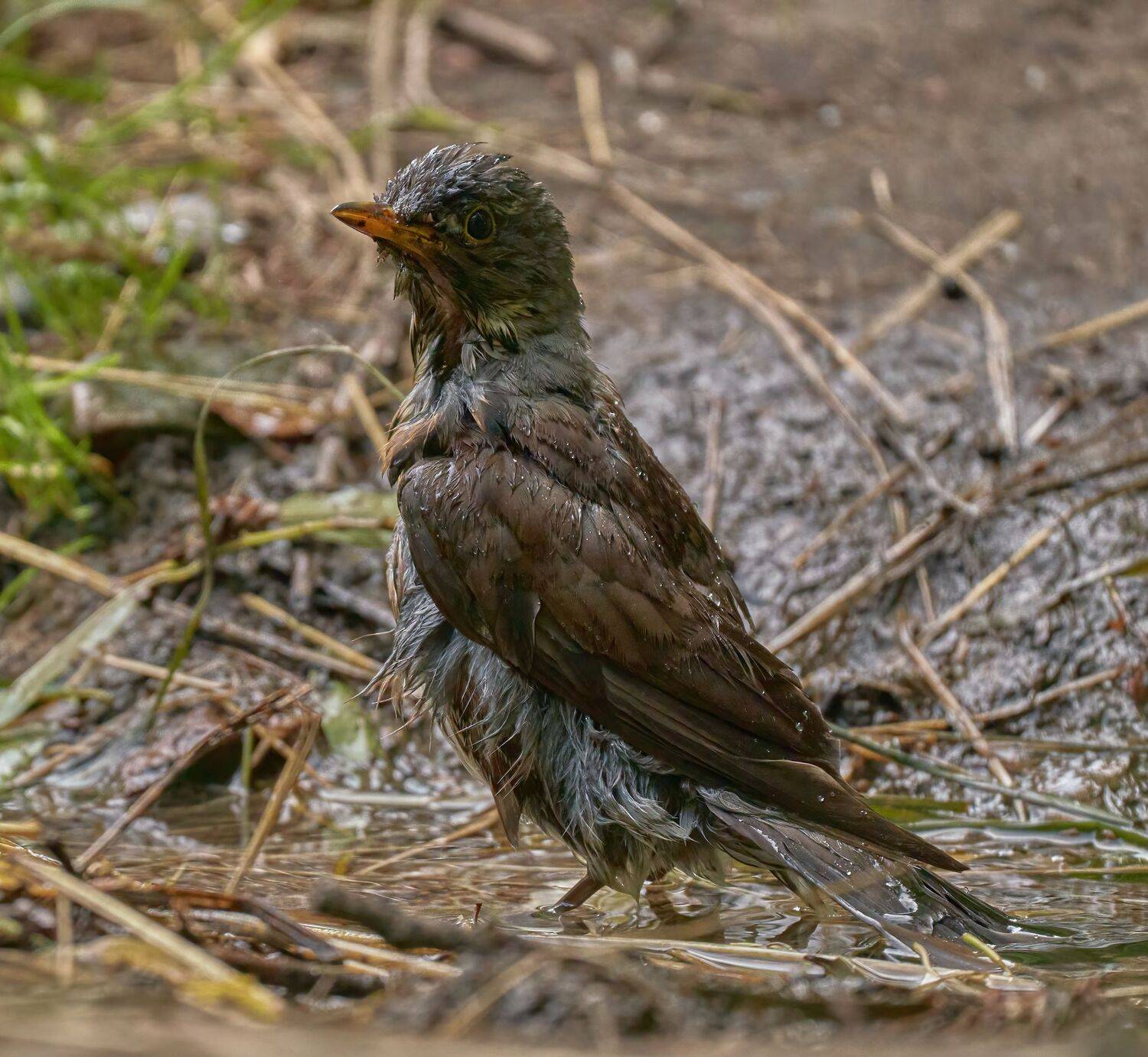 , Константин Дэм