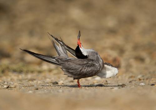 White-cheeked tern