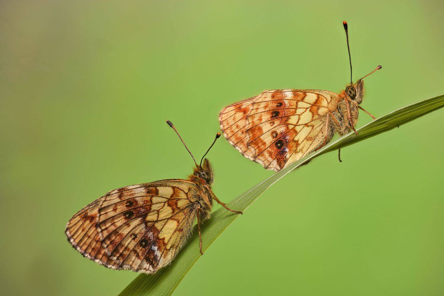 , Максим Вышарь