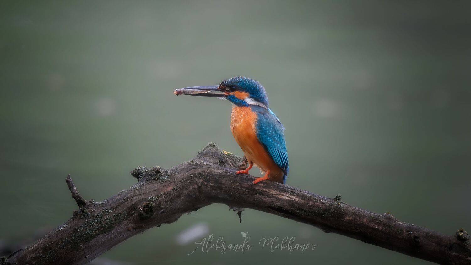 wildlife , kingfisher , island , зимородок, Плеханов Александр