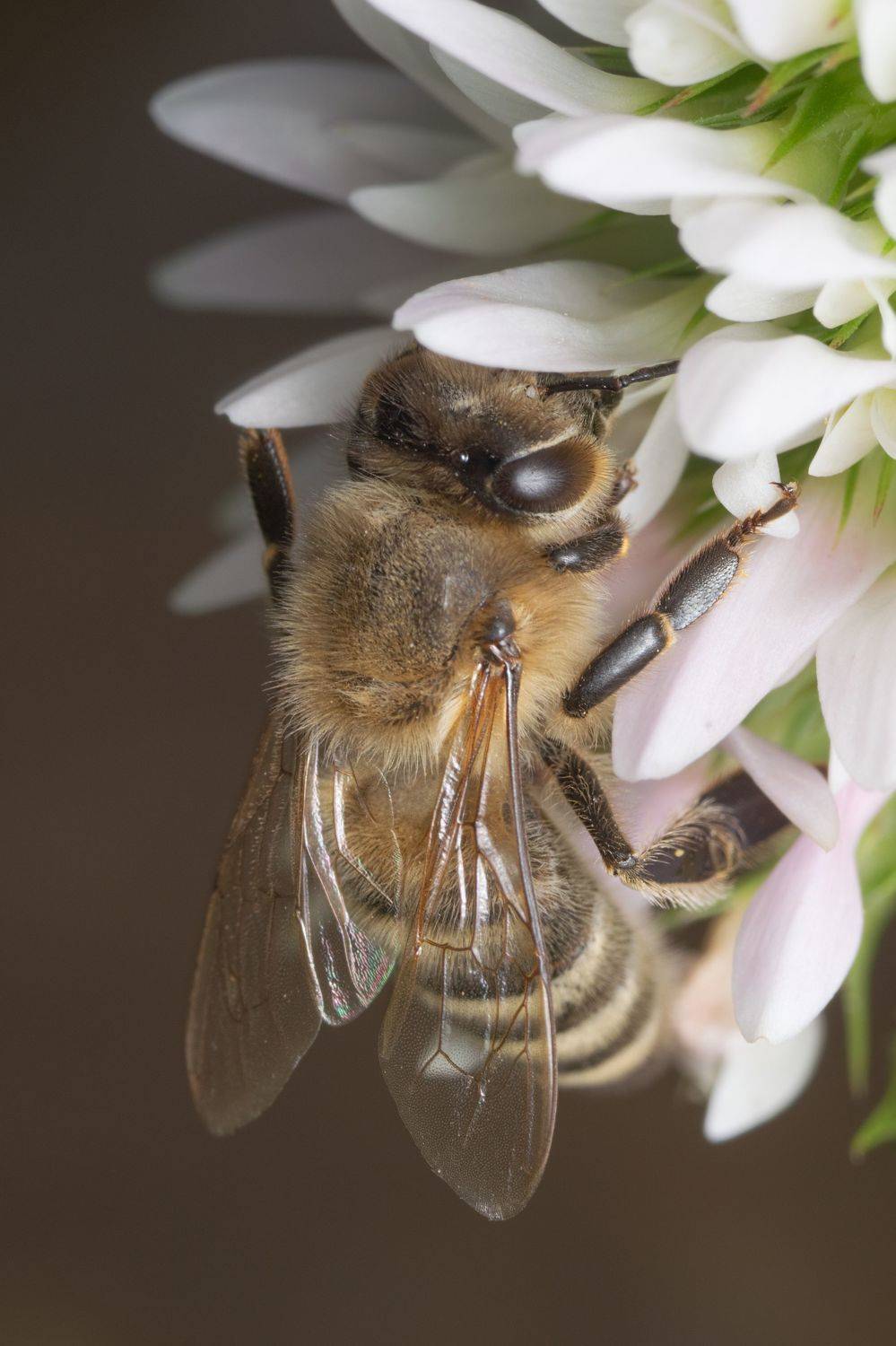 вега11у,макро,пчела,ставрополь, Денис Ветренко