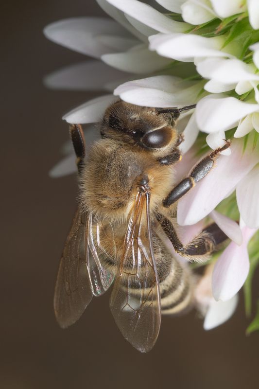 вега11у,макро,пчела,ставрополь  фото превью