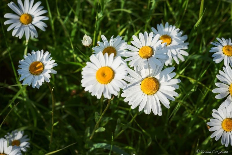 ромашки, нивяник, цветы, пейзаж, лето Ромашковый луг фото превью