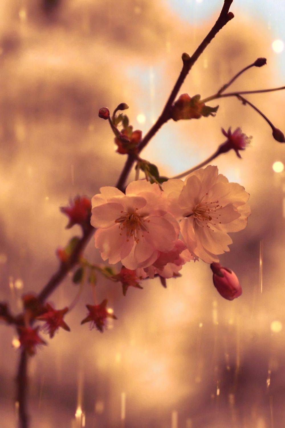 макро, macro, весна, spring, цветы, flowers, закат, sunset, Julia Kaissa