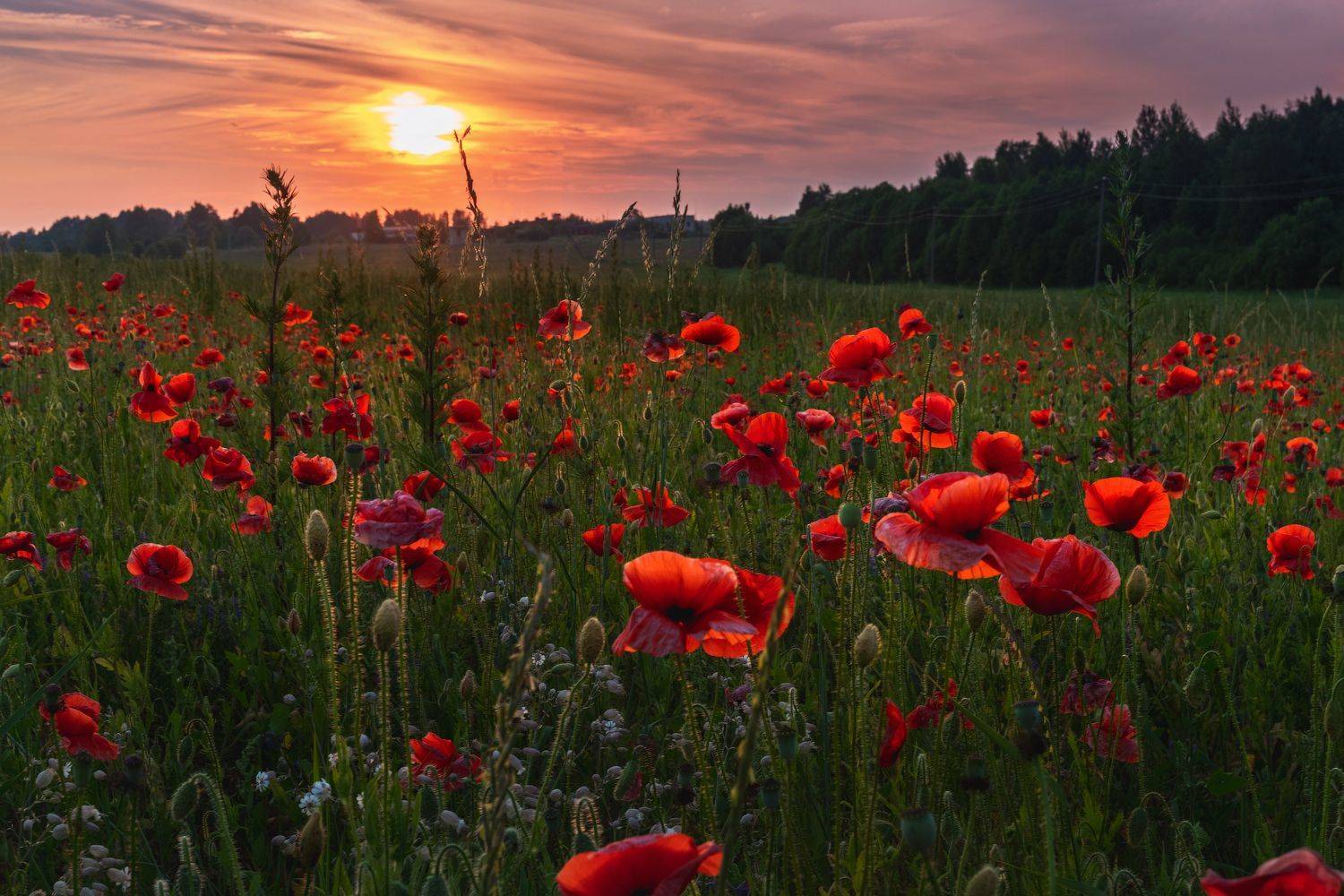 павы, псков, Майя Афзаал