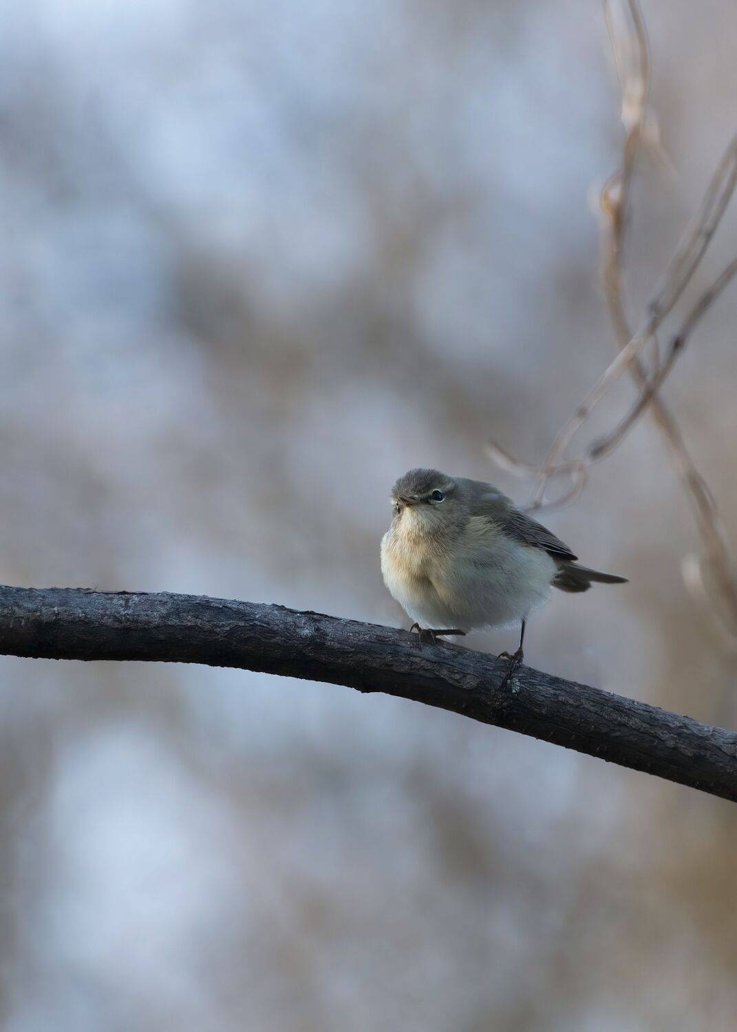 пеночка-теньковка, Алексей Рыльский
