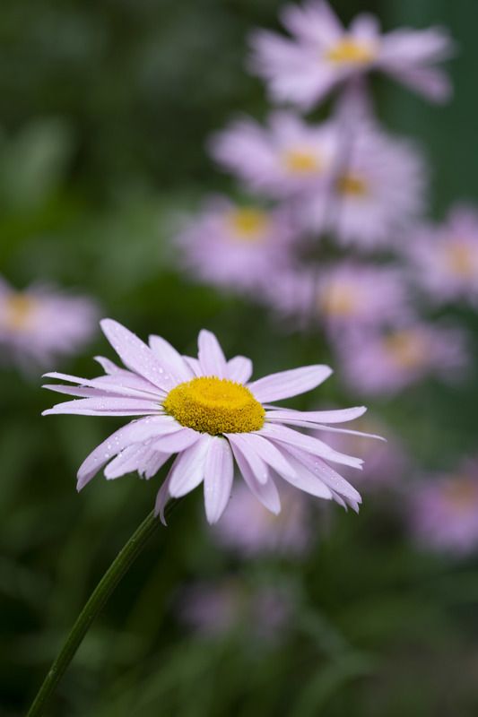 пиретрум лилейник вербейник жасмин  фото превью