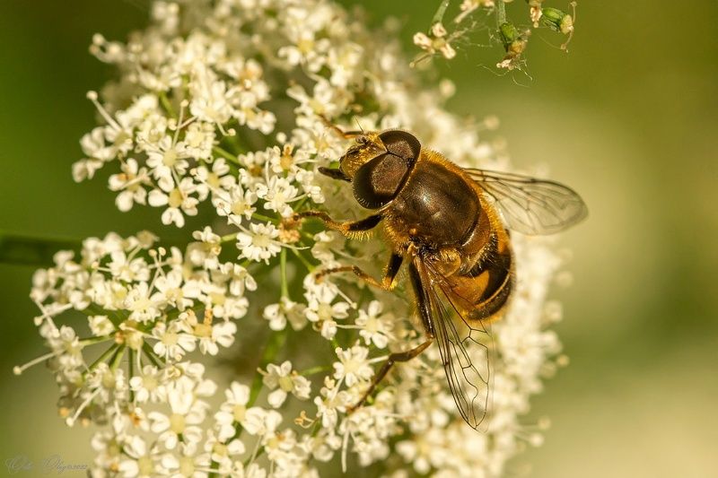 Журчалка... фото превью