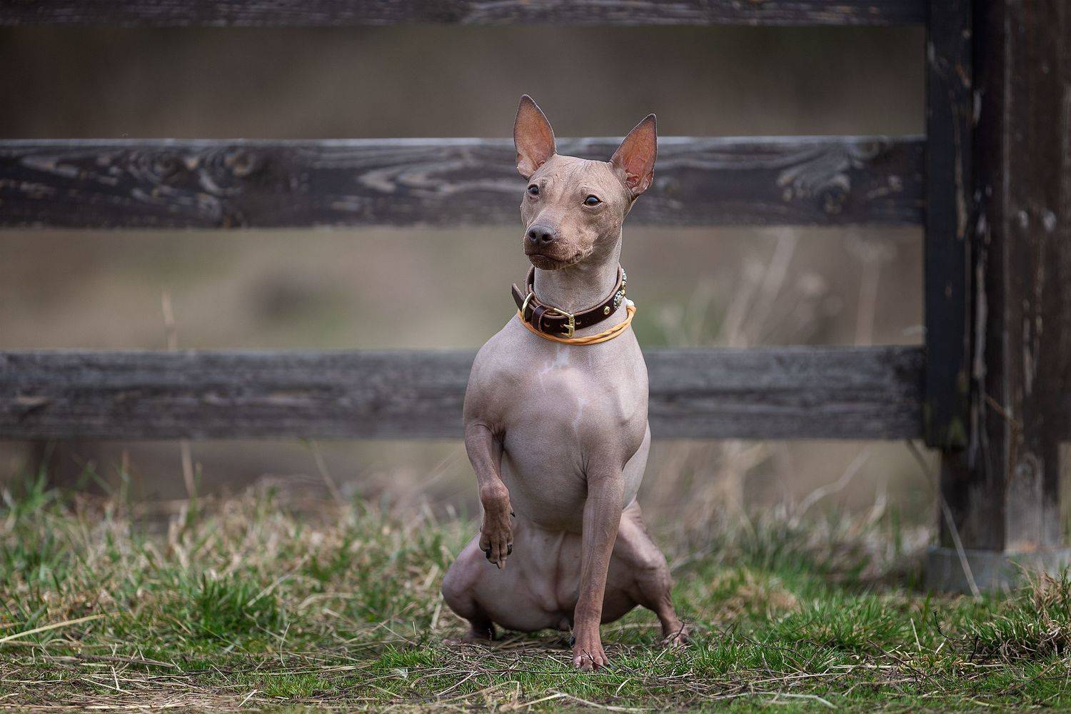 собака, агт, терьер, фото собак, фотограф собак, фотосессия с собакой, Шерскова Мария
