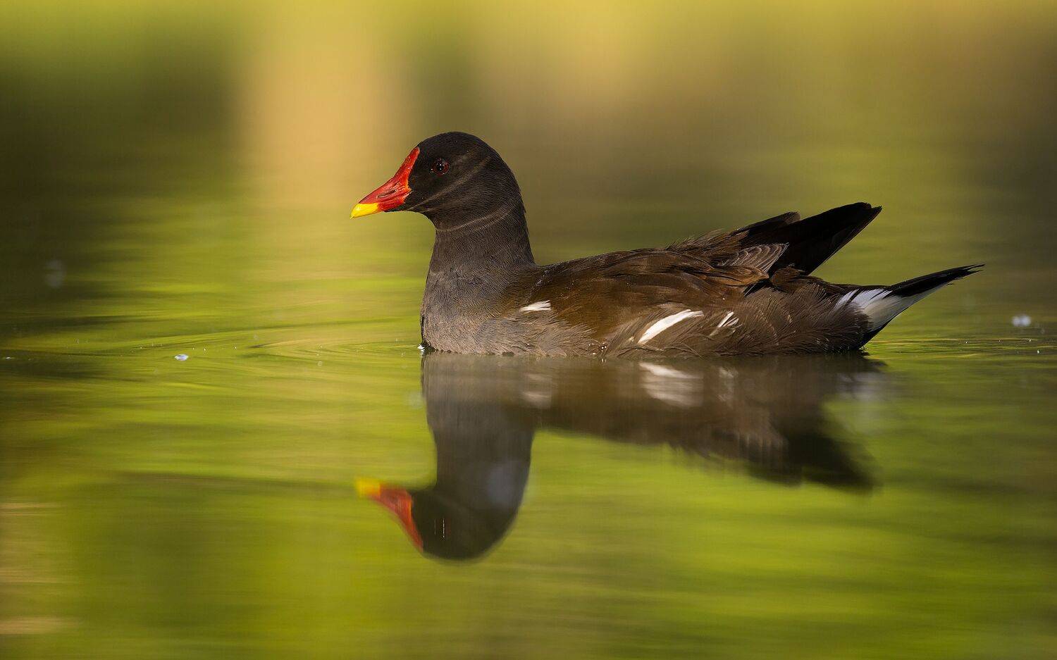 , Robert Adamec