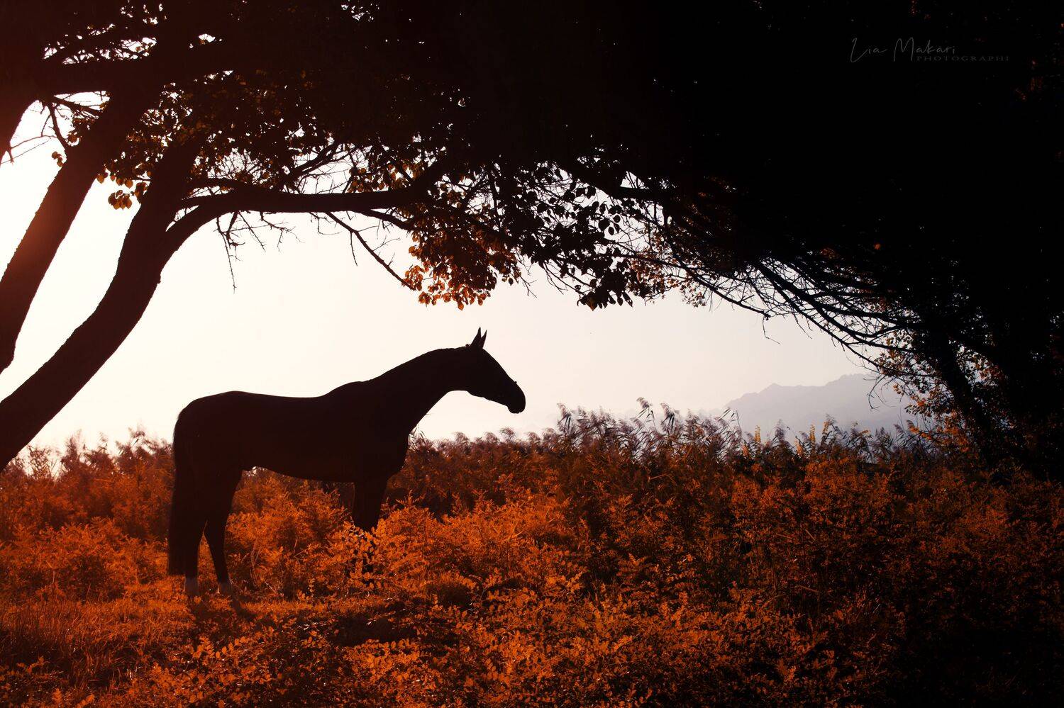 Лошадь, Лошади, horse, cavallo, рассвет , Лия Макари