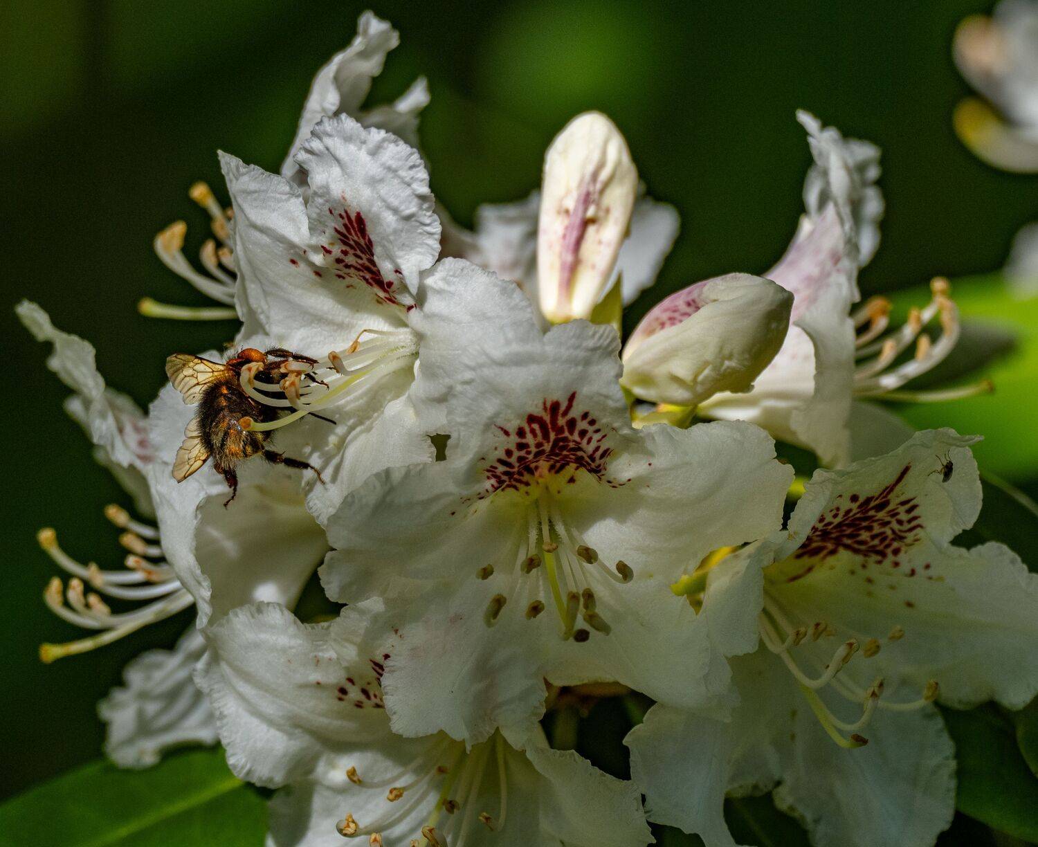 , Курлянцев Алексей