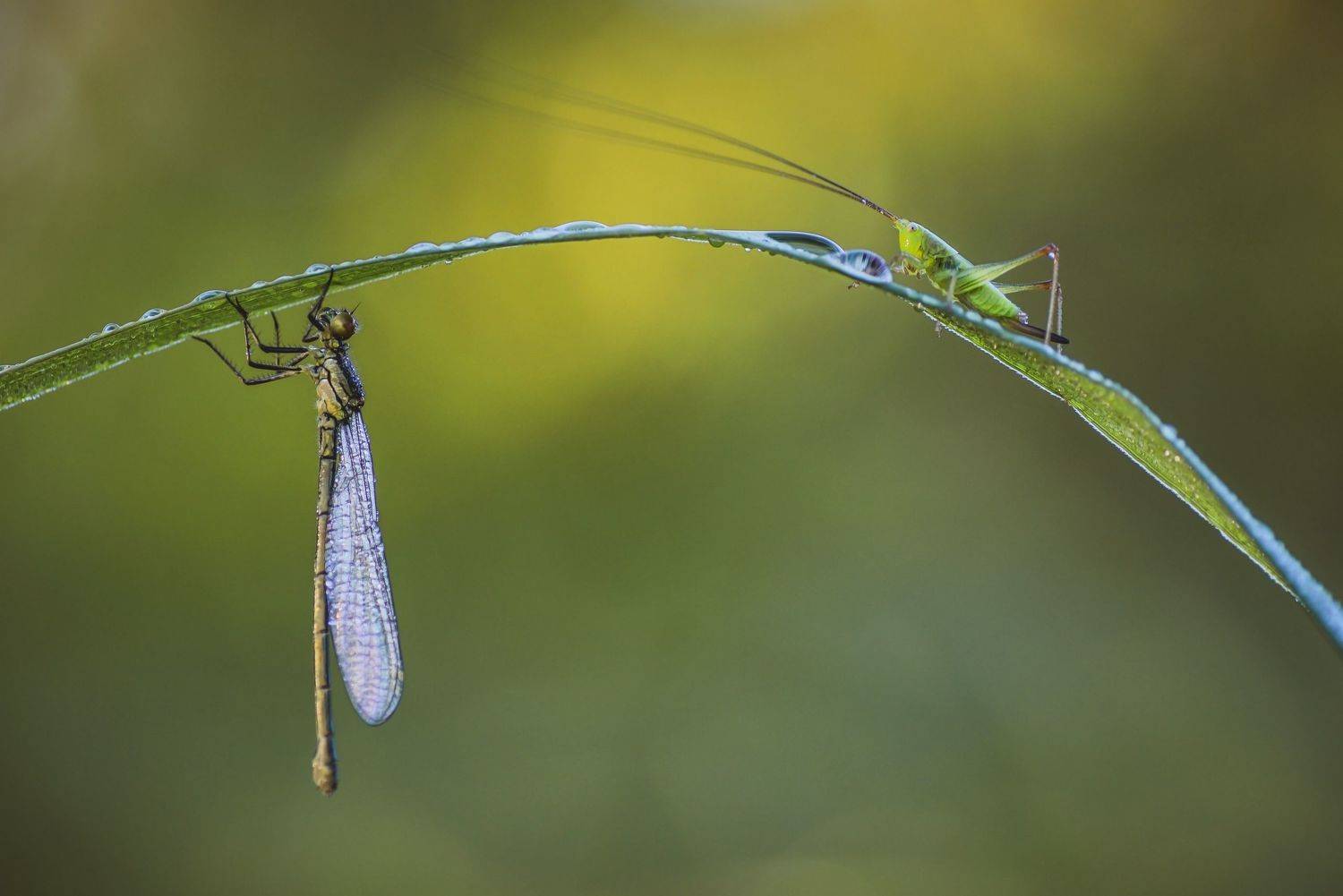 , Лапшина Владлена