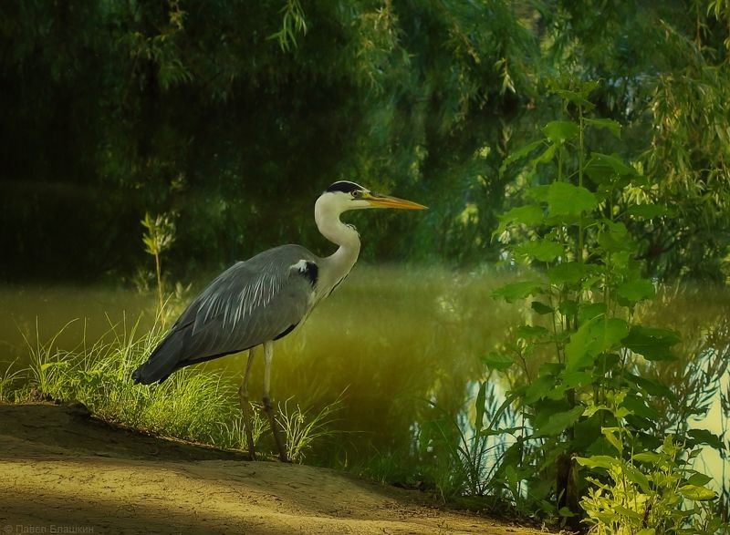 Серая цапля фото превью
