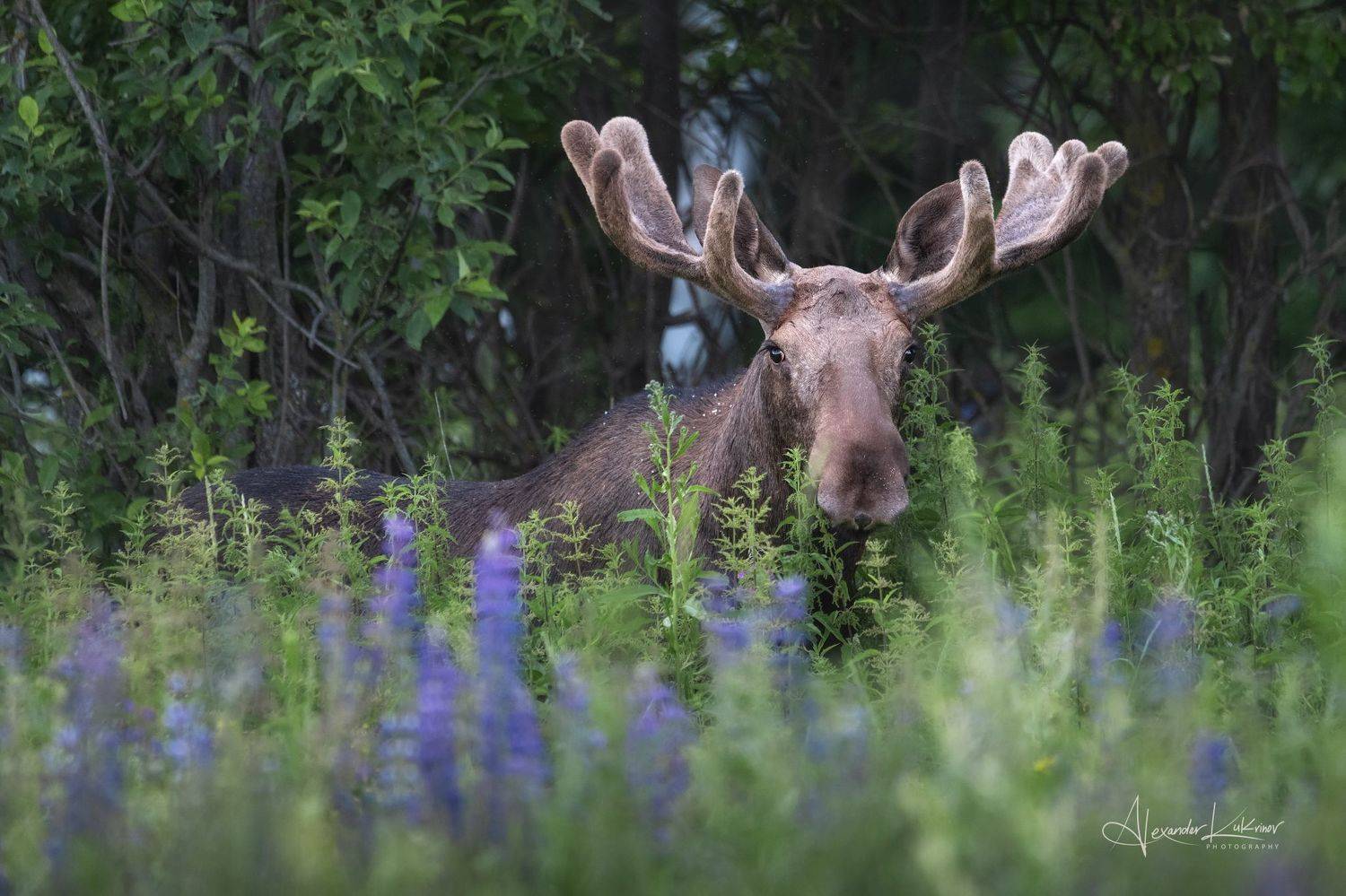животные, лето, лось, люпины, рога, Александр Кукринов