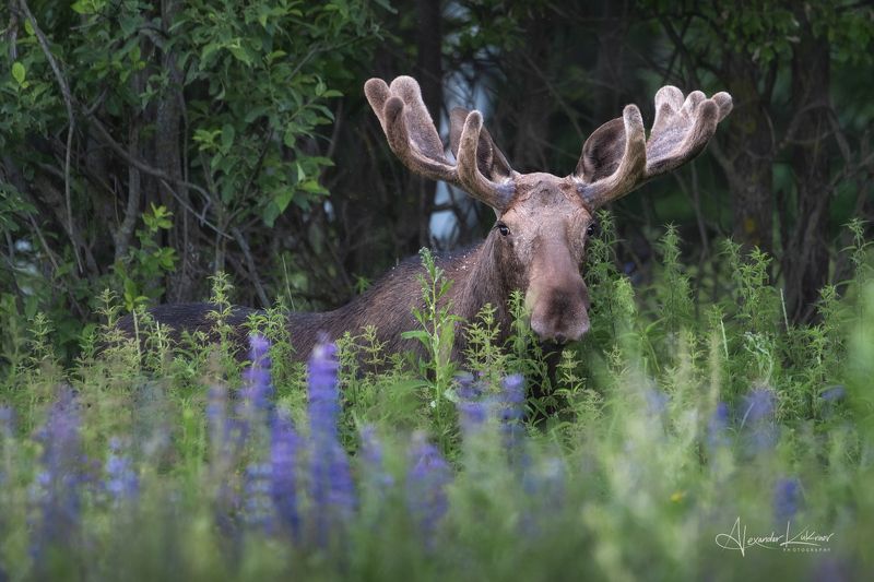 животные, лето, лось, люпины, рога Мохнорогий фото превью