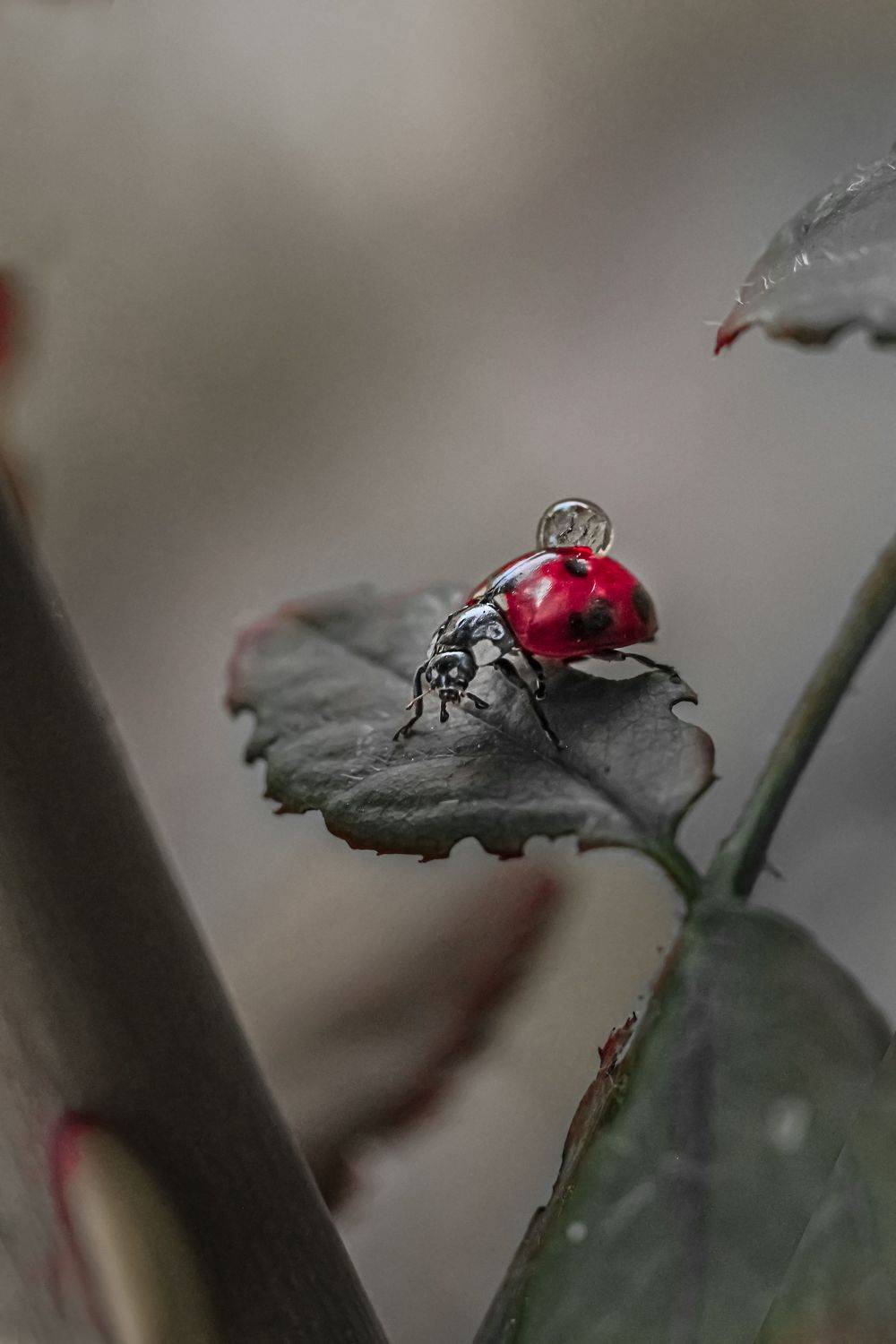 #божьякоровка #макро #природа #насекомые, Юлия Хворостяная