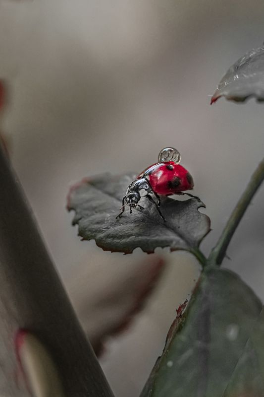 С капелькой росы фото превью